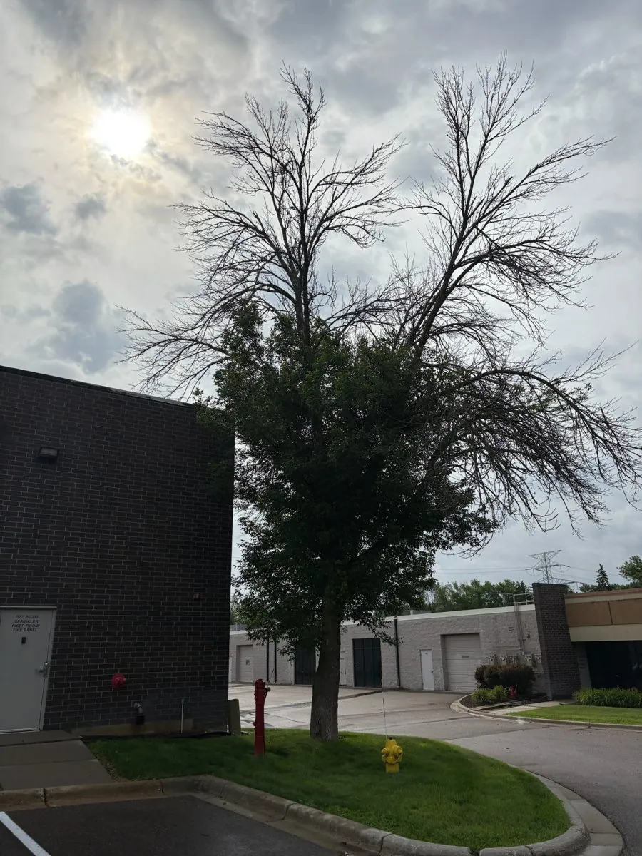 Ash tree showing advanced emerald ash borer canopy dieback in central Minnesota