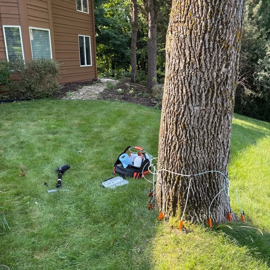 TreeTec applying an emerald ash borer trunk injection to an ash tree