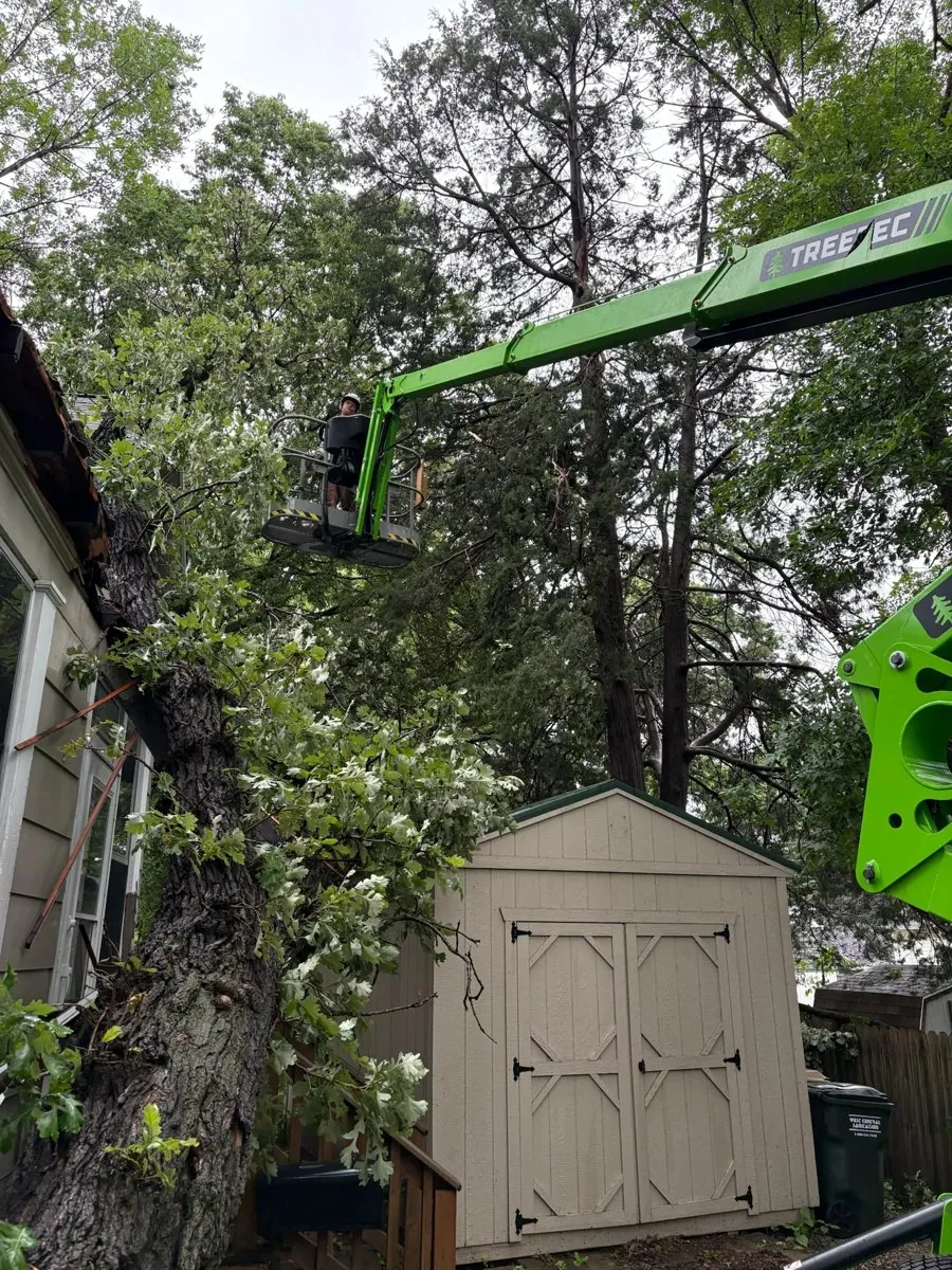 TreeTec crew removing a hazardous tree by boom lift with no room to drop it