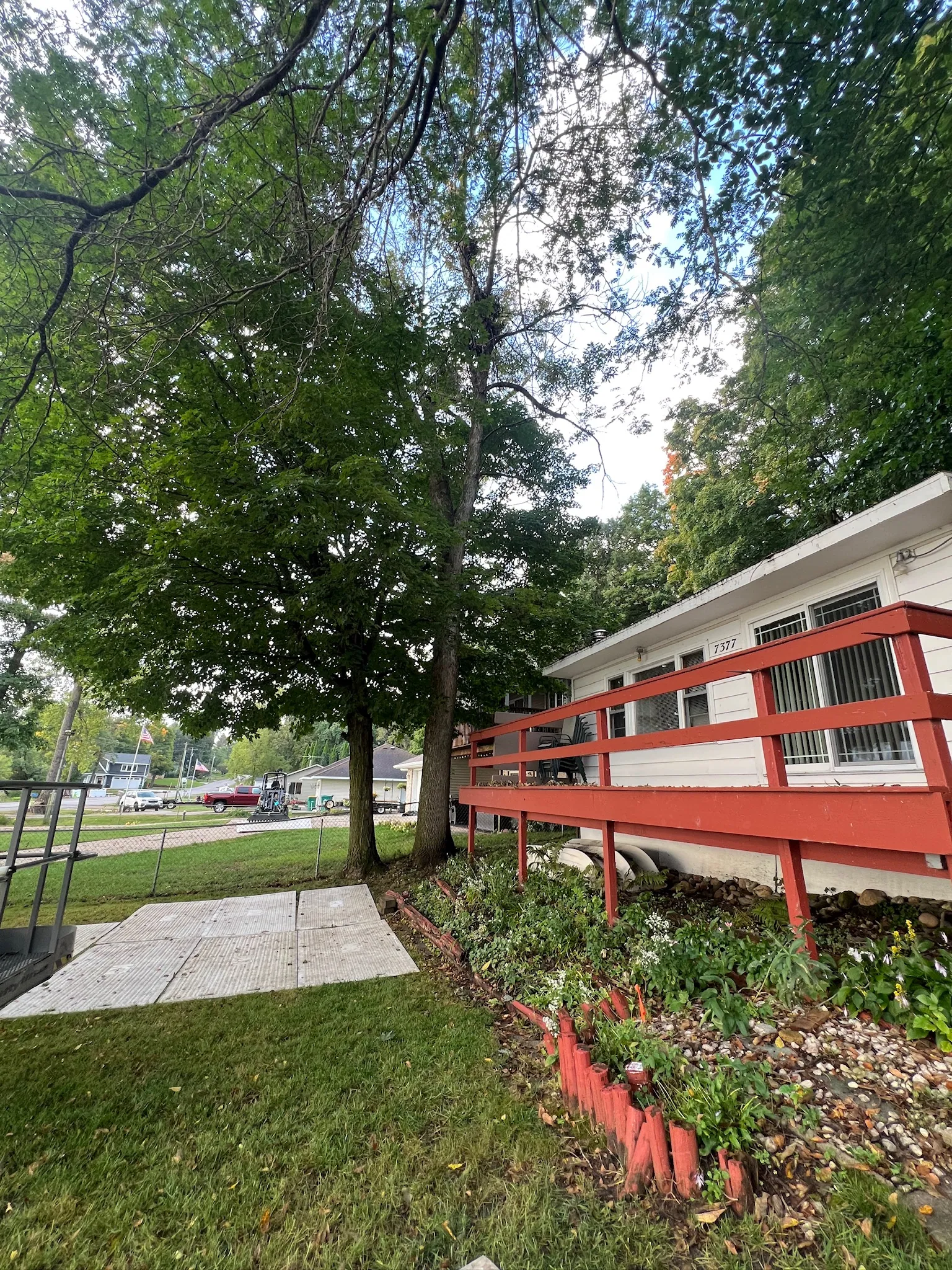 Ash trees growing tight against a lake cabin deck in Annandale, Minnesota before removal