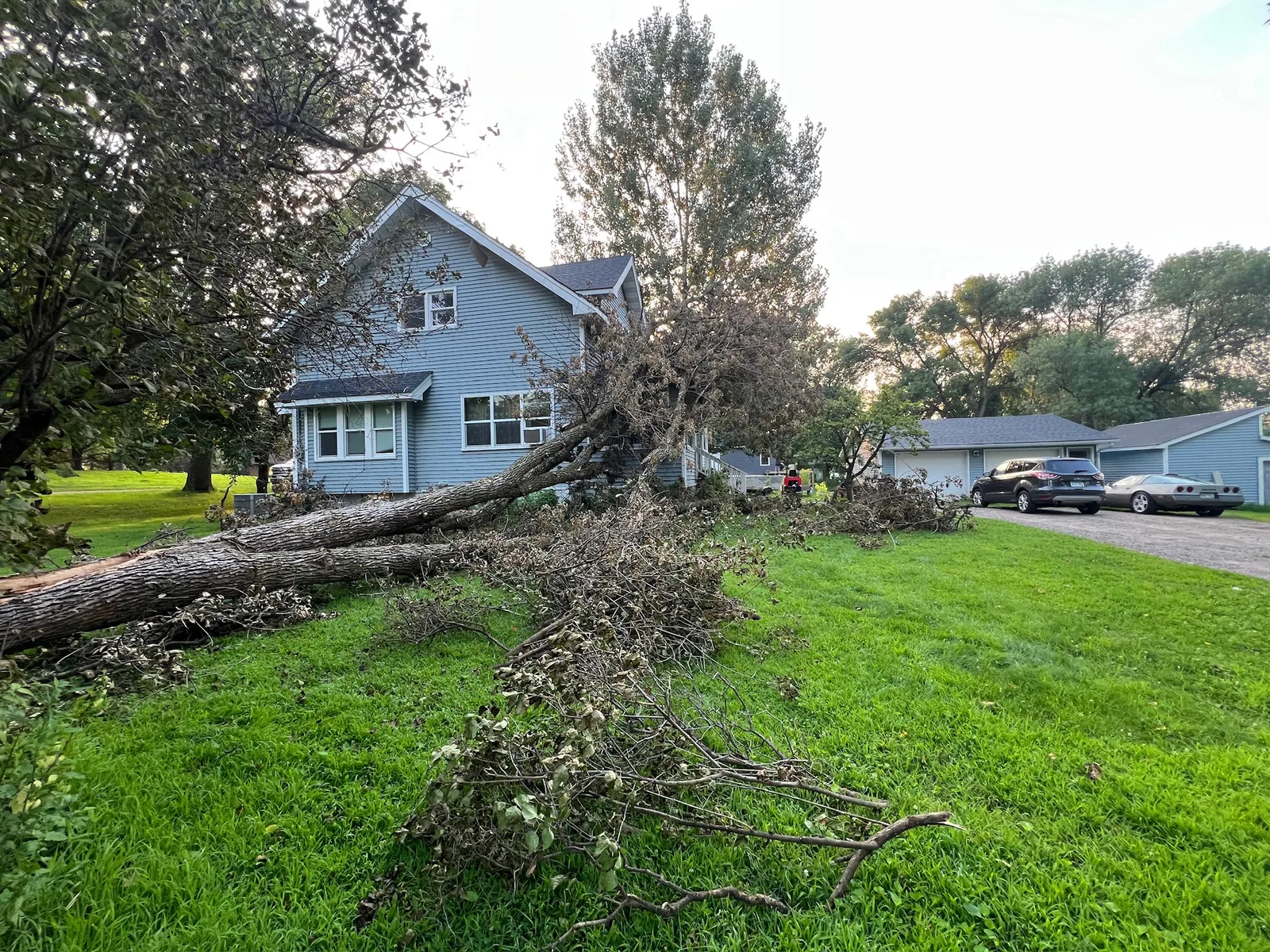 Large tree down across the lawn of a Dassel farmhouse after a storm