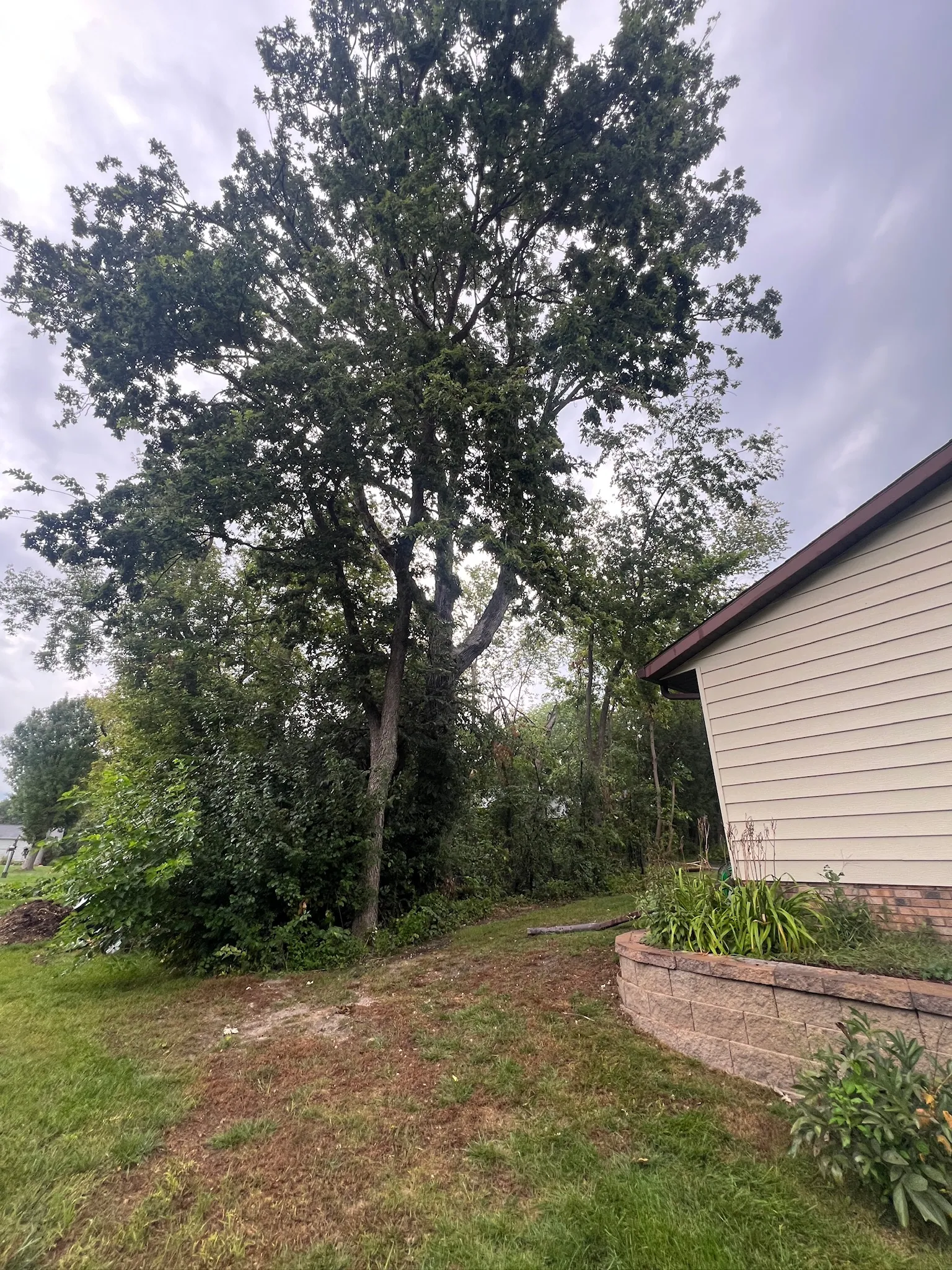 Large oak growing against the corner of a Glencoe, Minnesota house above a retaining wall