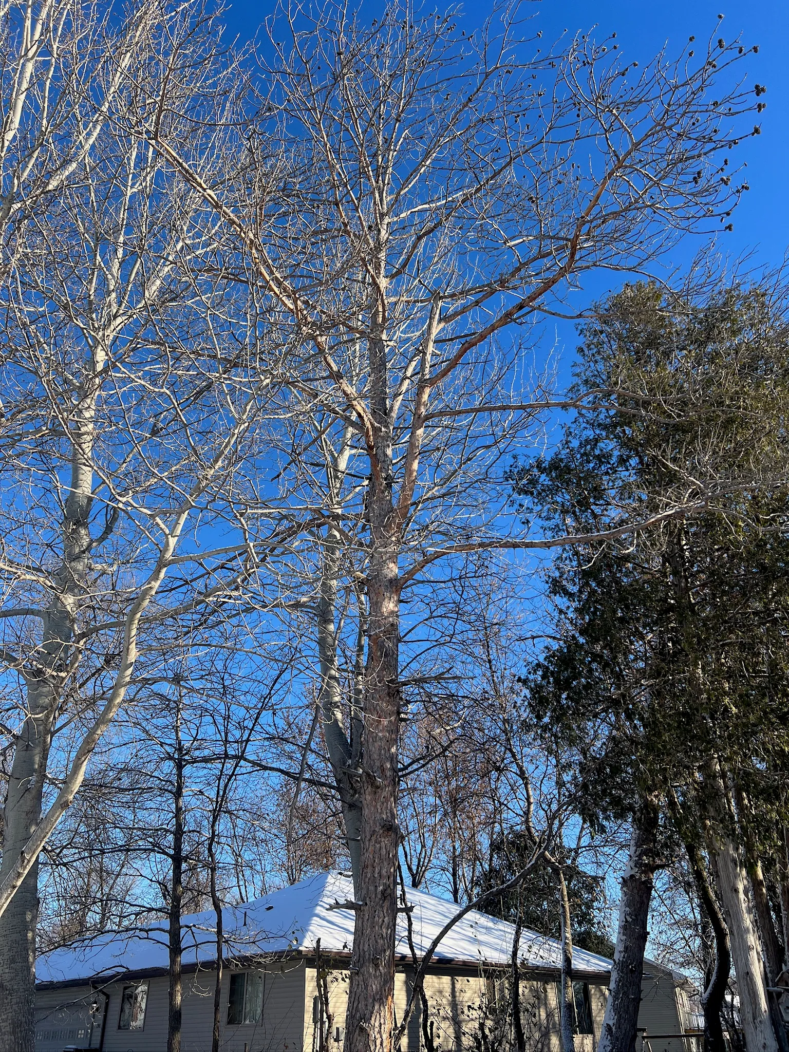 Standing dead tree with bare limbs leaning over a house roof in Howard Lake, Minnesota
