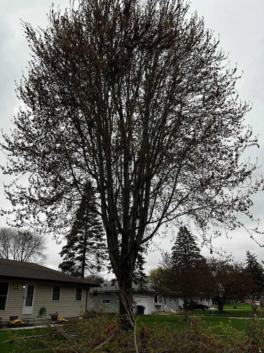 ISA Certified Arborist assessing a mature tree in central Minnesota