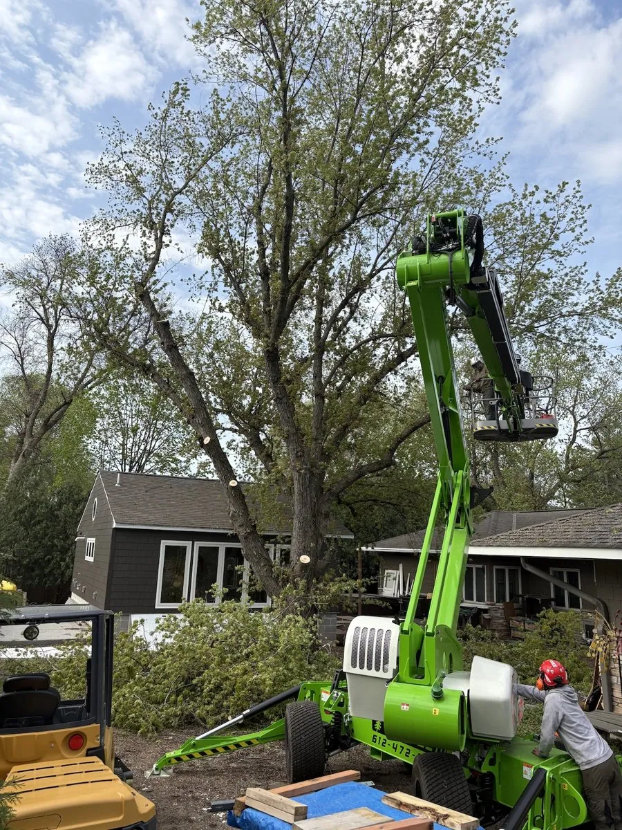 TreeTec crew trimming an oak from a boom lift in central Minnesota
